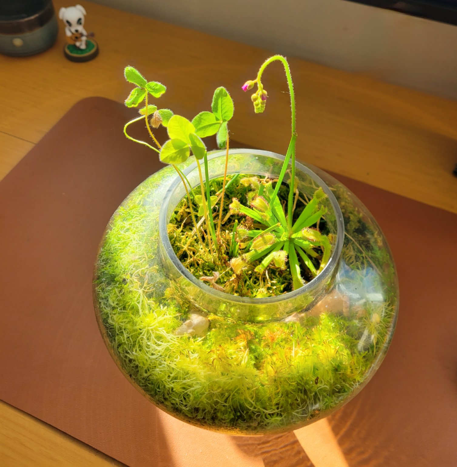 Sundew Terrarium